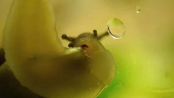 为什么说蜗牛是牙齿最多的动物,世上牙齿最多的是蜗牛还是小鸡