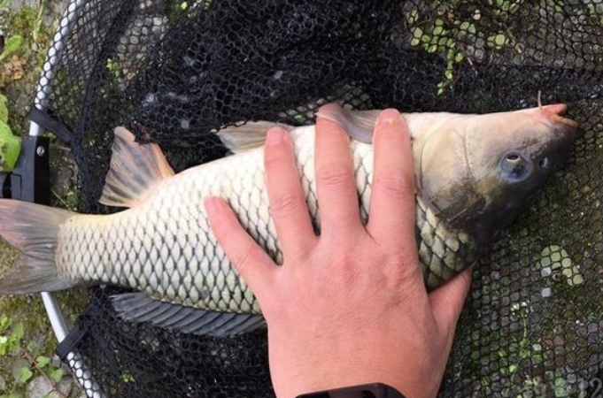 野钓必备的10种钓法,5月份野钓怎么钓好