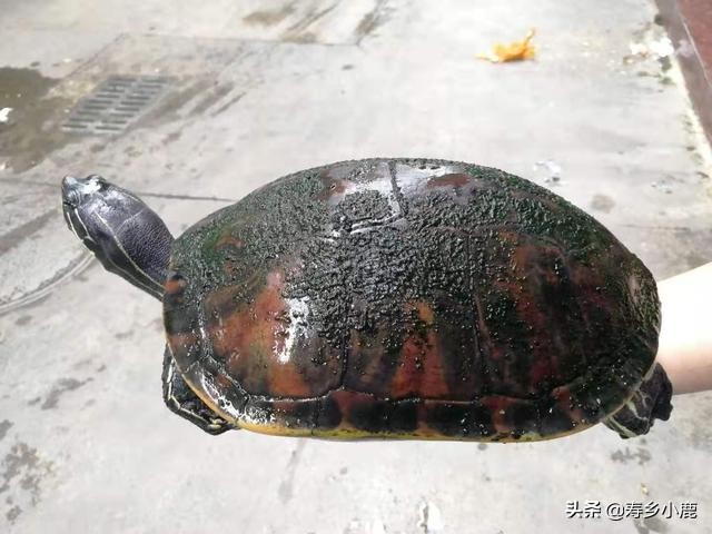 宠物龟养什么好,新手养宠物龟注意事项