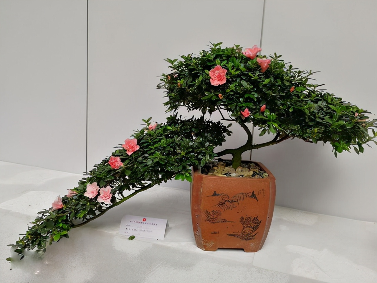 哪些花卉爱阳光浓香好养,喜阴凉的花卉都有哪些好养的