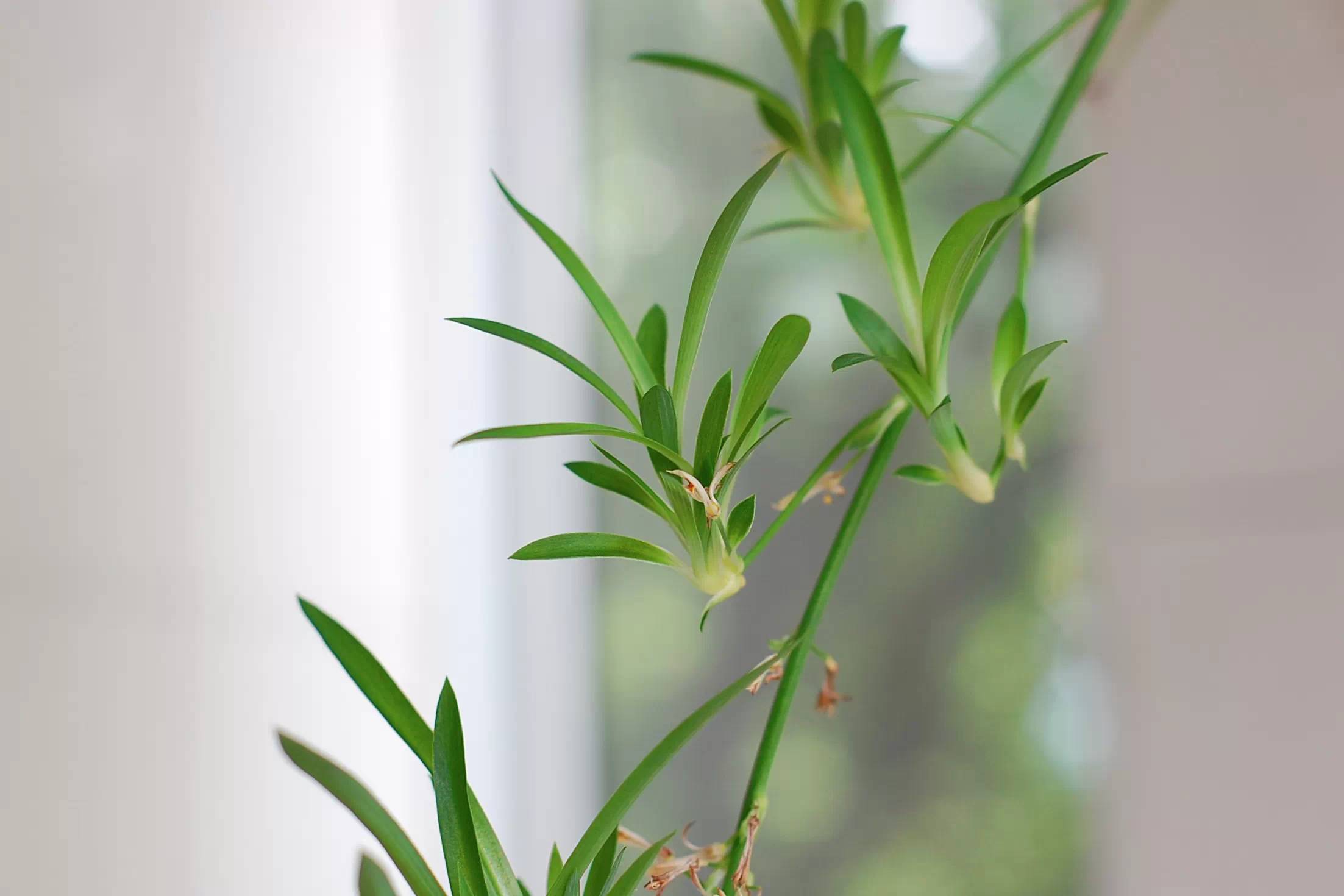 养什么植物晒不死又不怕冻,北方冬天适合养的花草耐寒耐冻