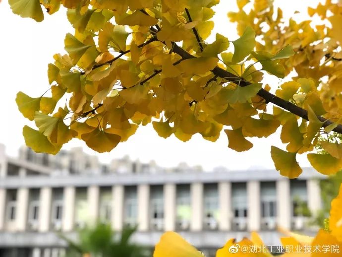 十堰银杏风景区在哪里,十堰银杏景点