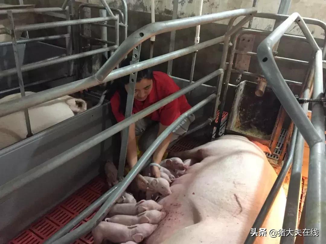 母猪子宫炎是什么意思,母猪发生子宫炎的常见原因有