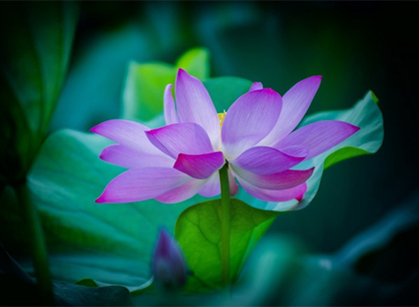 三界之中三朵莲花，一朵助三清成圣，另外两朵是死对头