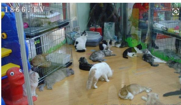 宠物行业的创业方向,关于宠物的创业点子