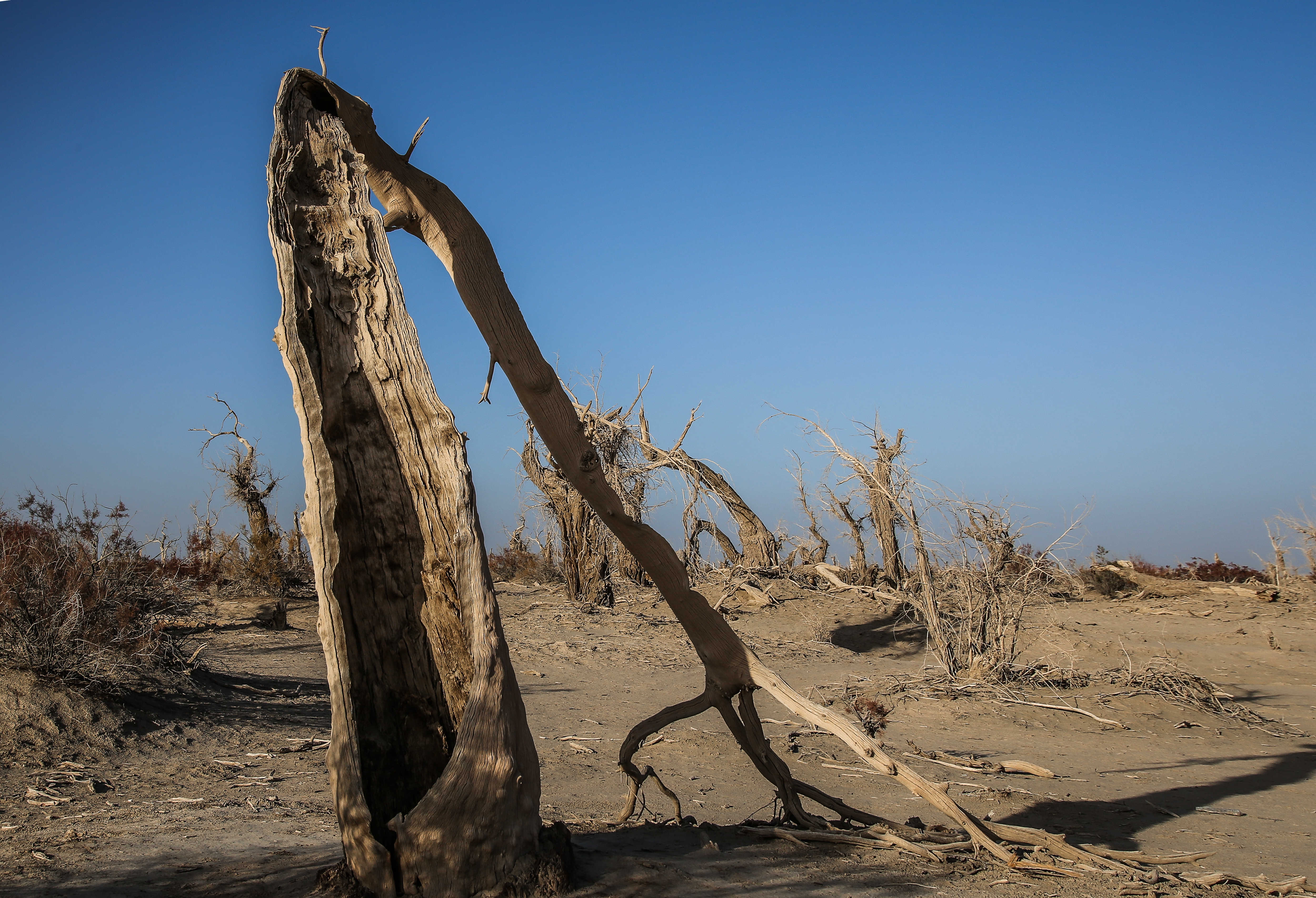 沙雅冬天的胡杨,沙雅胡杨秋天