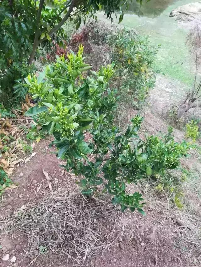 柑橘还不想留花怎样处理,柑橘幼树多大适合挂果