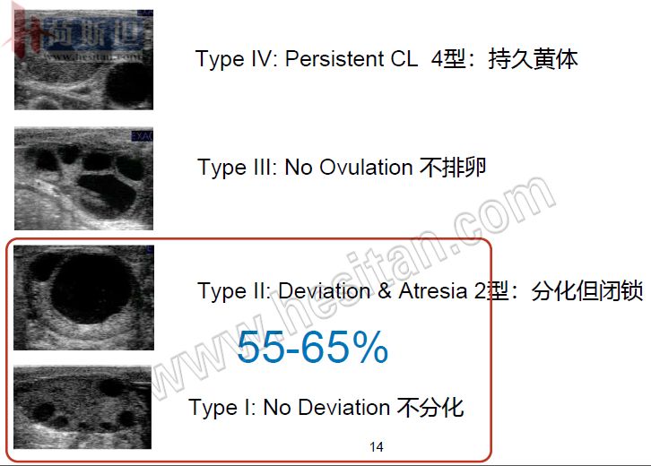 繁育母牛一年的利润,母牛如何做到一年一个犊