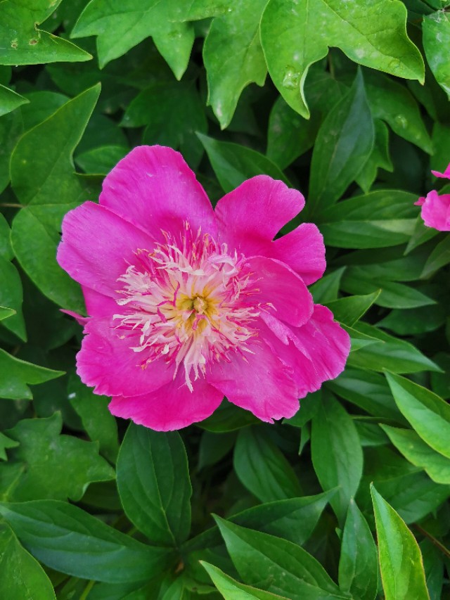 石家庄有哪些免费玩的地方—世纪公园