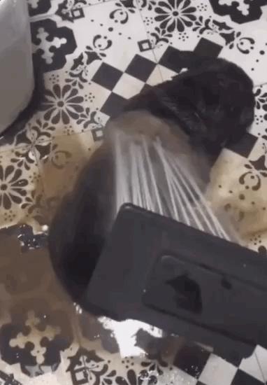 养狗真实感受图片,养狗真实的感受