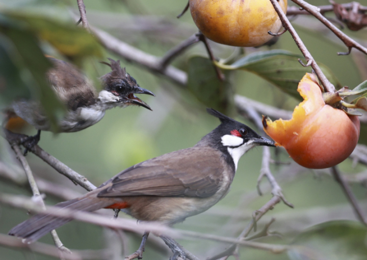 鸟中“C罗”来了!据说是西湖最酷的仔