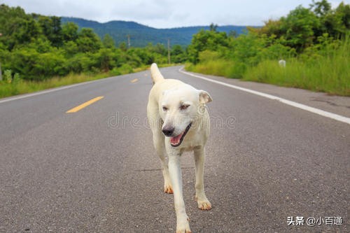 为什么路上死掉的都是猫,为什么猫被车撞死比狗多