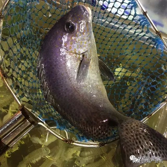 这些诱人的美食你吃过吗,世界上顶级海鲜大全你吃过几种