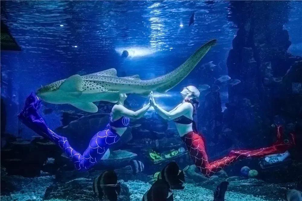 临沂海洋世界优惠券,临沂海洋世界特惠票