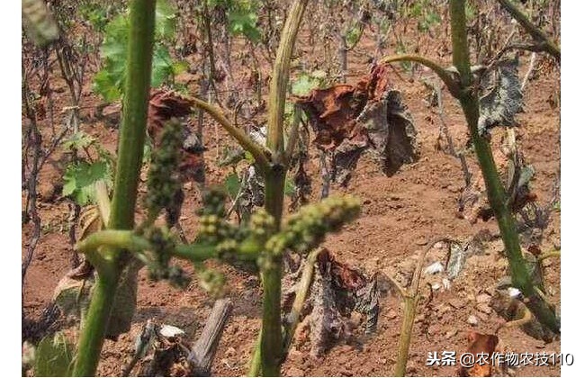 葡萄萌芽在几度容易发生冻害,葡萄冻害最佳治疗方法