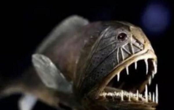 史上五大恐怖深海生物,海洋十大恐怖鱼