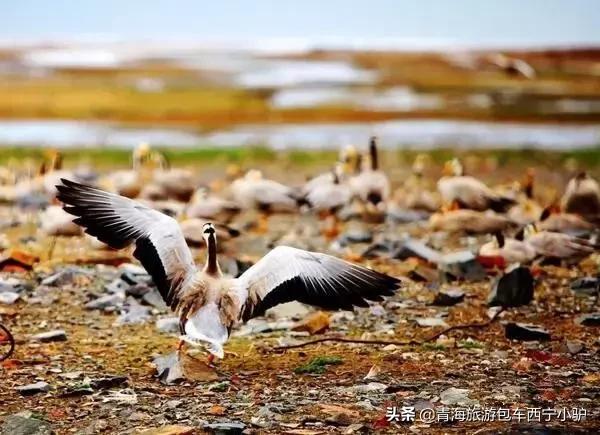 青海旅游注意事项,青海旅游注意事项儿童