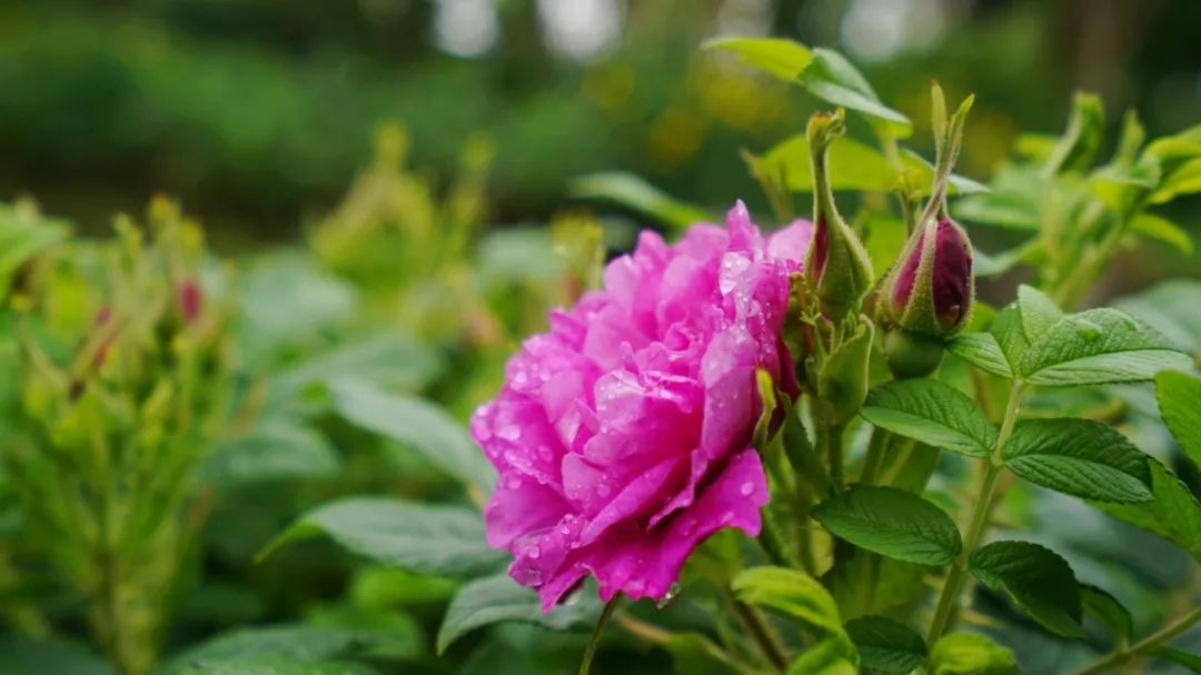 鹅湖玫瑰园花期,鹅湖玫瑰园美篇