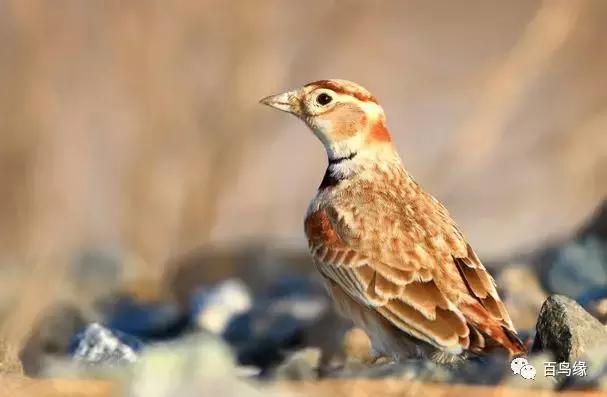 赞美百灵鸟声音好听的语句,评论百灵鸟的声音