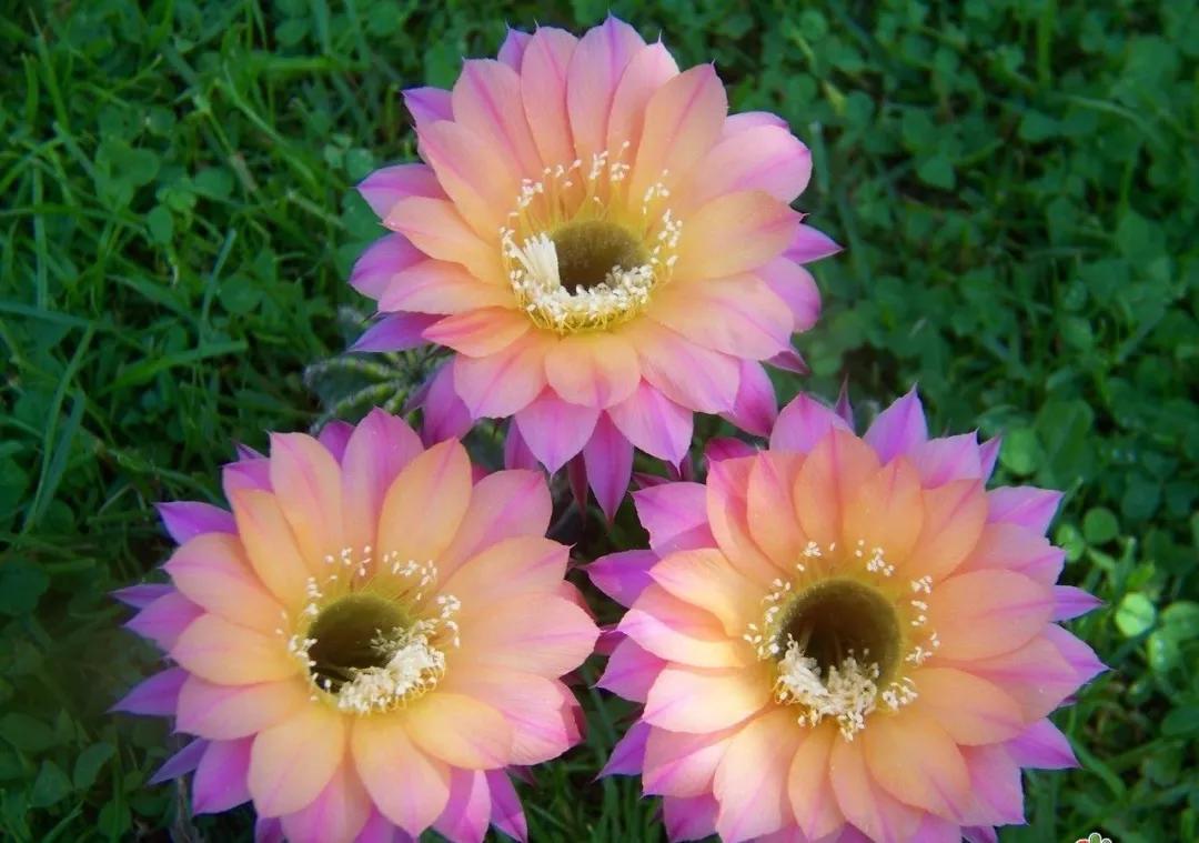 100种仙人球花图片,100种仙人球的品种视频