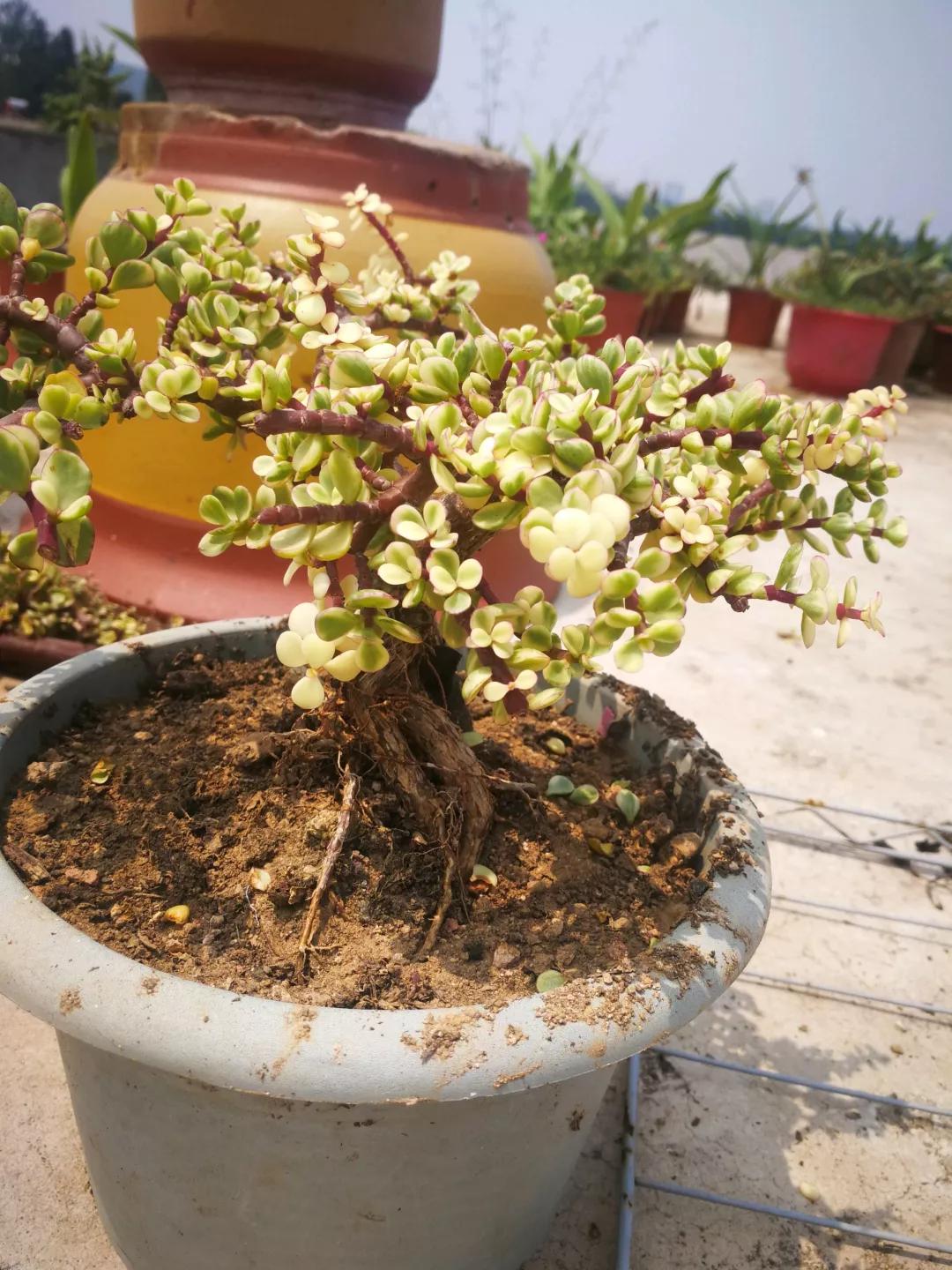 大花马齿苋养花技巧,马齿苋树盆栽怎么养