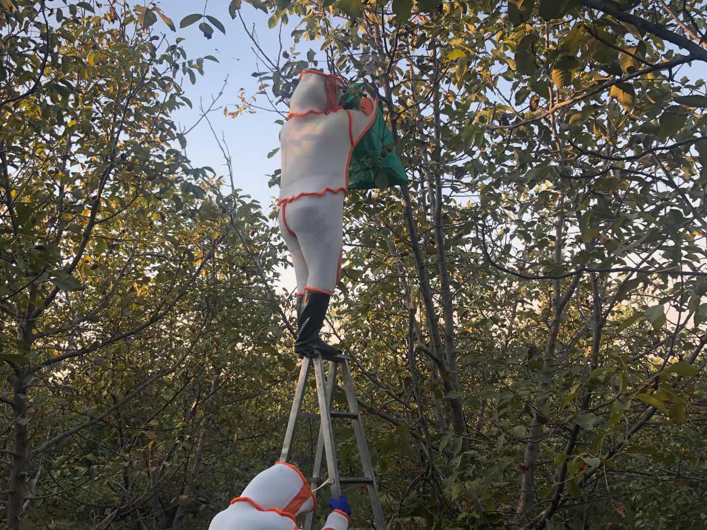 罕见！四川一男子收获2.4米196斤红娘大黑蜂蜂窝，它究竟有多毒？