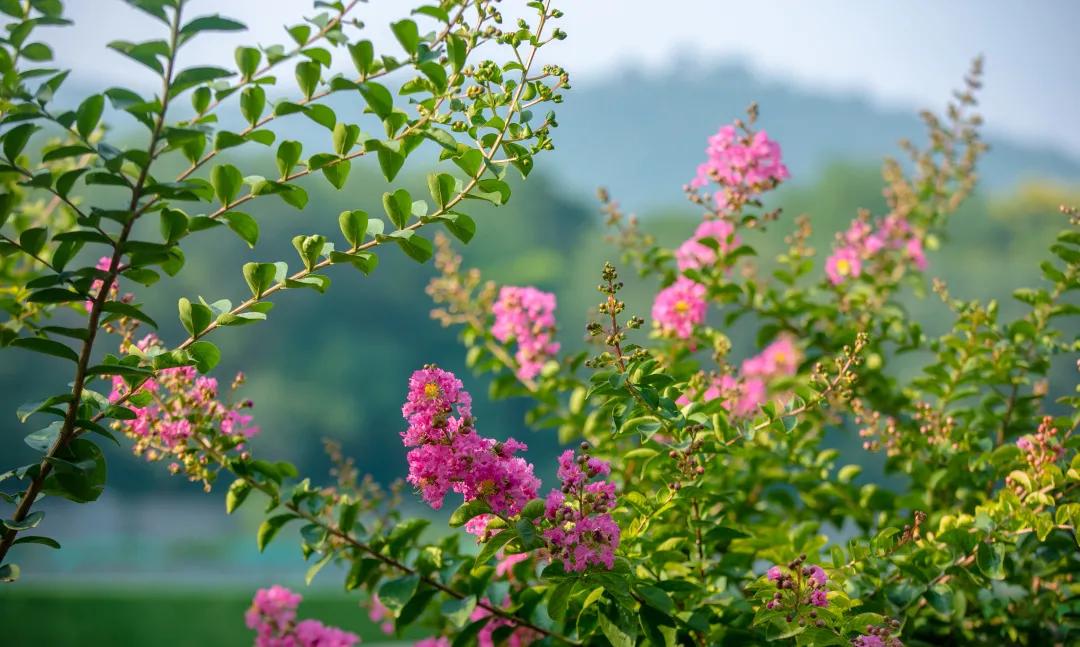 在济南花式避暑,一见“清”心!只需一瞥,便足以把酷夏原谅…