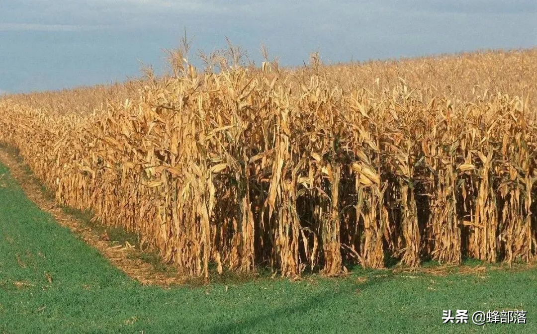 农村赚钱项目,农村可以做哪些简单赚钱小项目