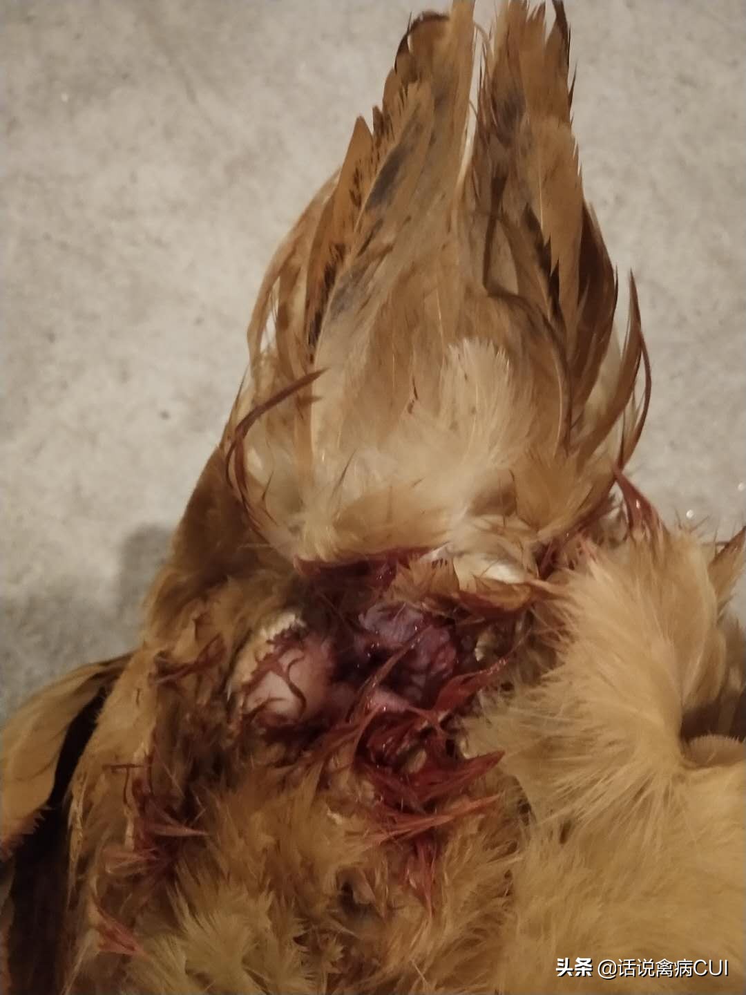 蛋鸡脱肛用什么办法治疗效果好,蛋鸡脱肛的原因及解决方法