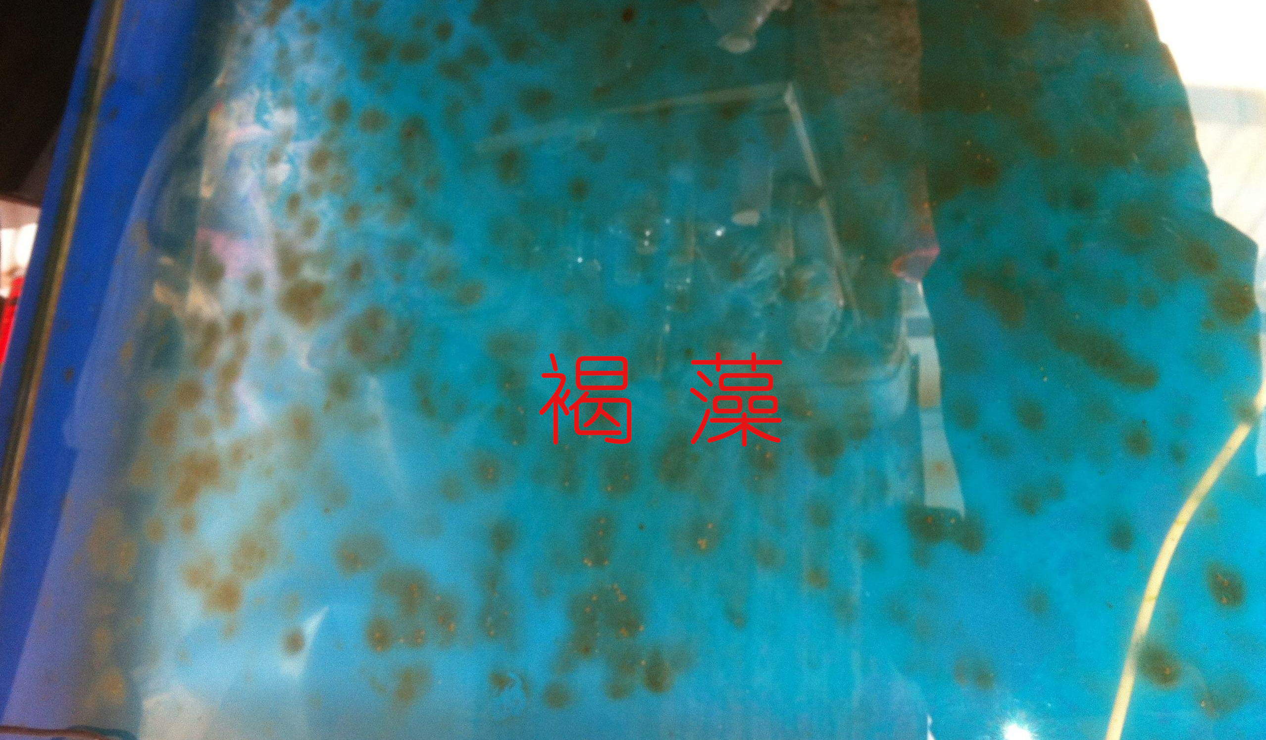 怎么让鱼缸大量爆绿藻而不是褐藻,鱼缸褐藻彻底清除的有效方法