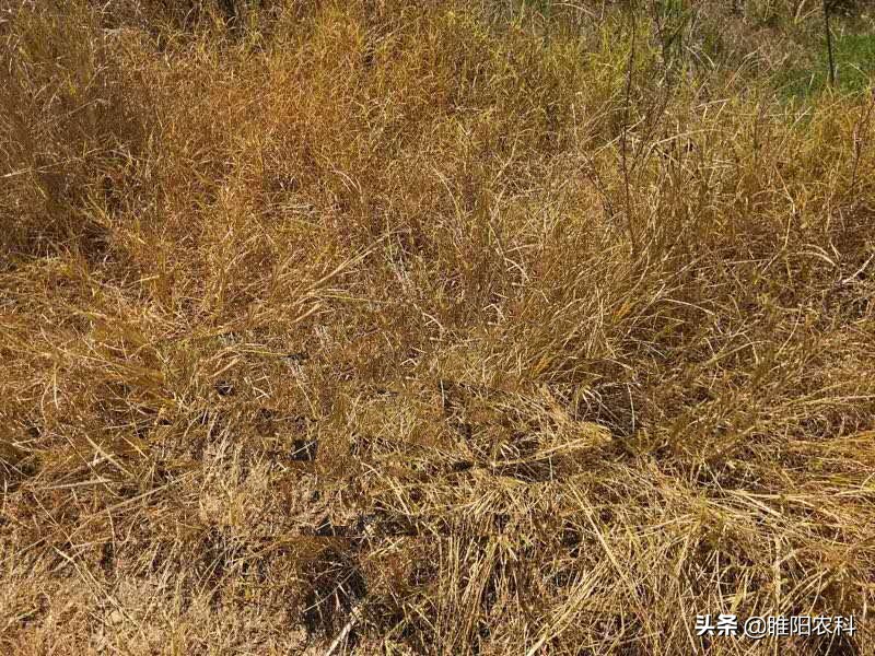 草甘膦加什么药除草效果最好,草甘膦除草剂兑什么东西除草最好