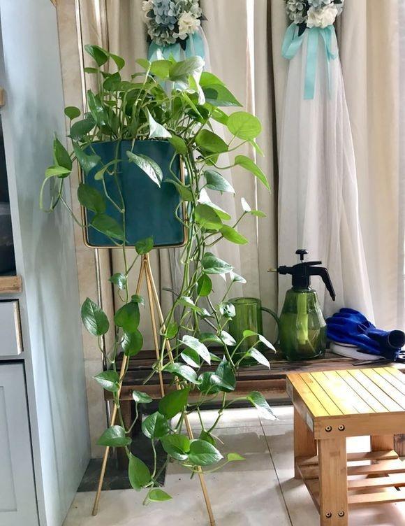 绿萝浇哪三种水疯长不停,让绿萝起死回生爆盆的正确方法