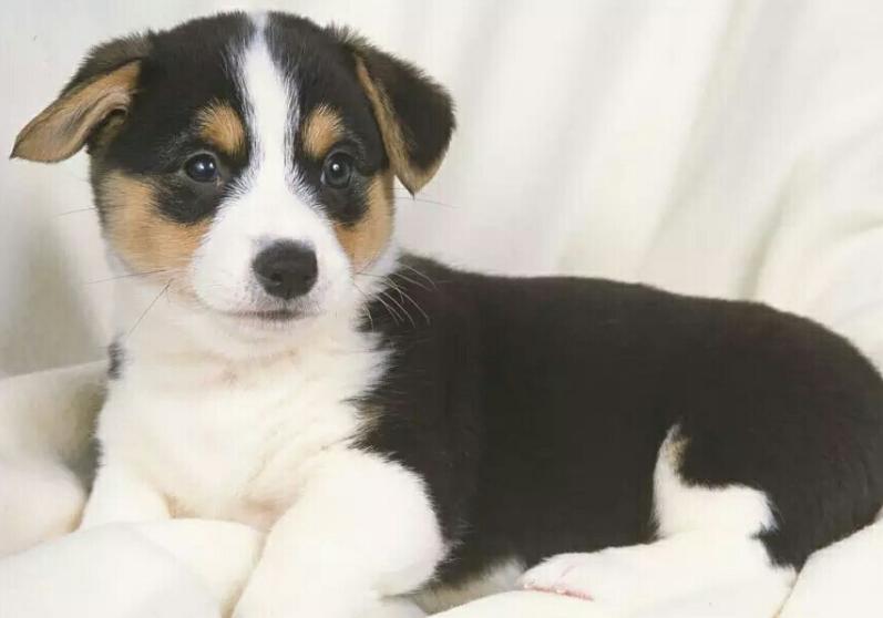 狗产后护理知识,狗狗产后10天的护理方法