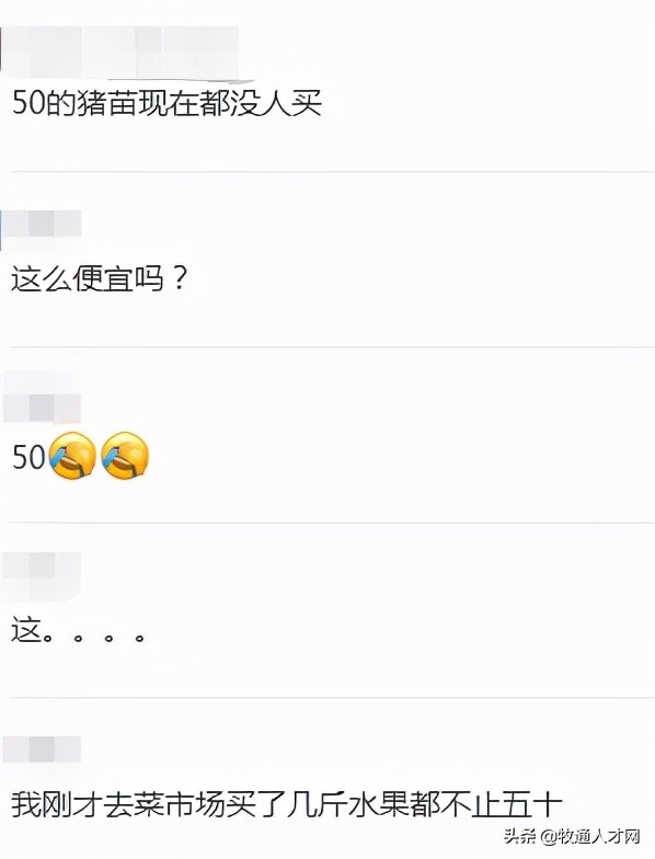 仔猪50元贱卖,远低牧原正邦成本价诱发猪市抄底,双胞胎收猪苗了