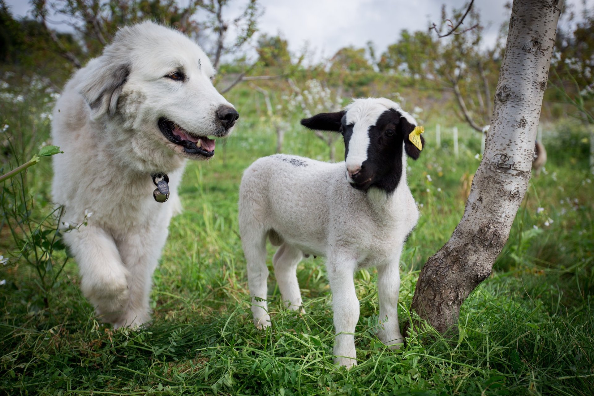 不用农药,让超1000种动植物生态平衡,这次美国人真的做到了