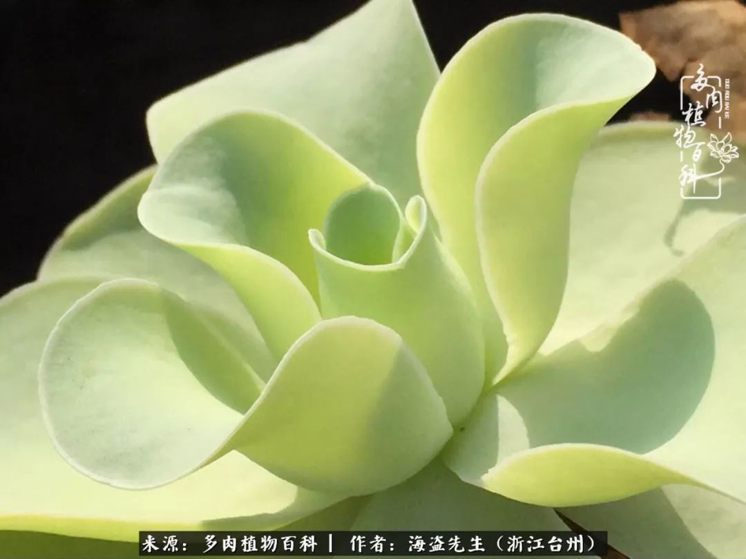 多肉玫瑰多少度休眠,多肉玫瑰唤醒教程