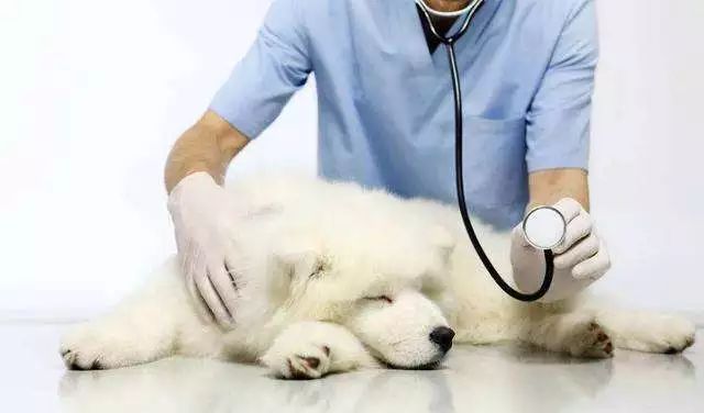 怎么学给狗看病,学给狗狗看病去哪里学