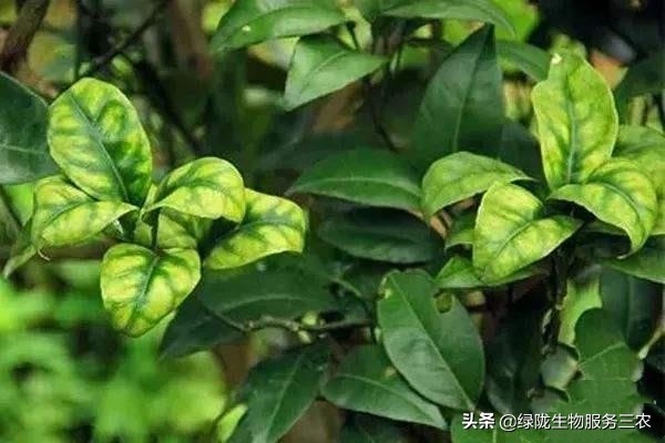 线虫侵袭作物，影响产品品质和产量，关于根结线虫，你了解多少？