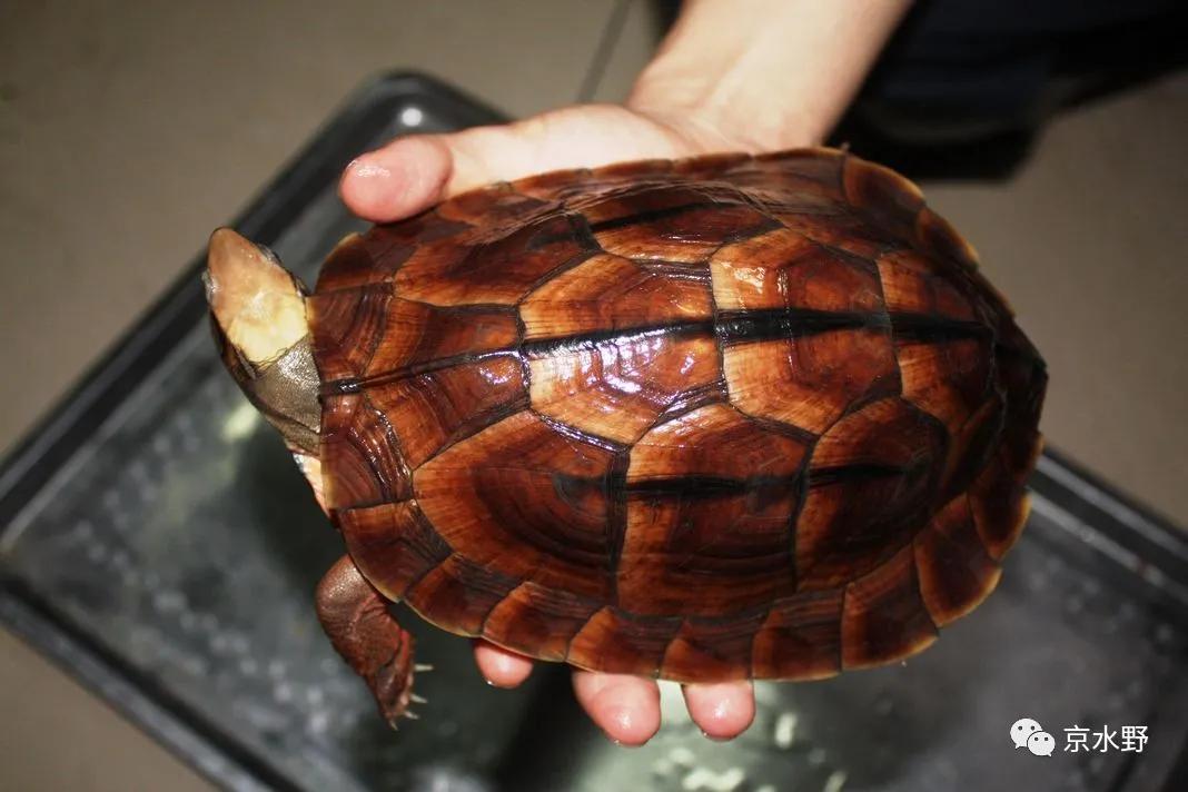 吉祥宠物金钱龟养殖与药用,金钱龟长寿的寓意
