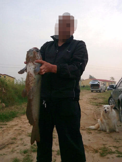 叉尾鮰鱼怎么处理,叉尾鮰的鱼的习性与钓法