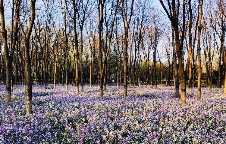 北京西边二月兰观赏地,和平之花莫愁湖公园二月兰盛放