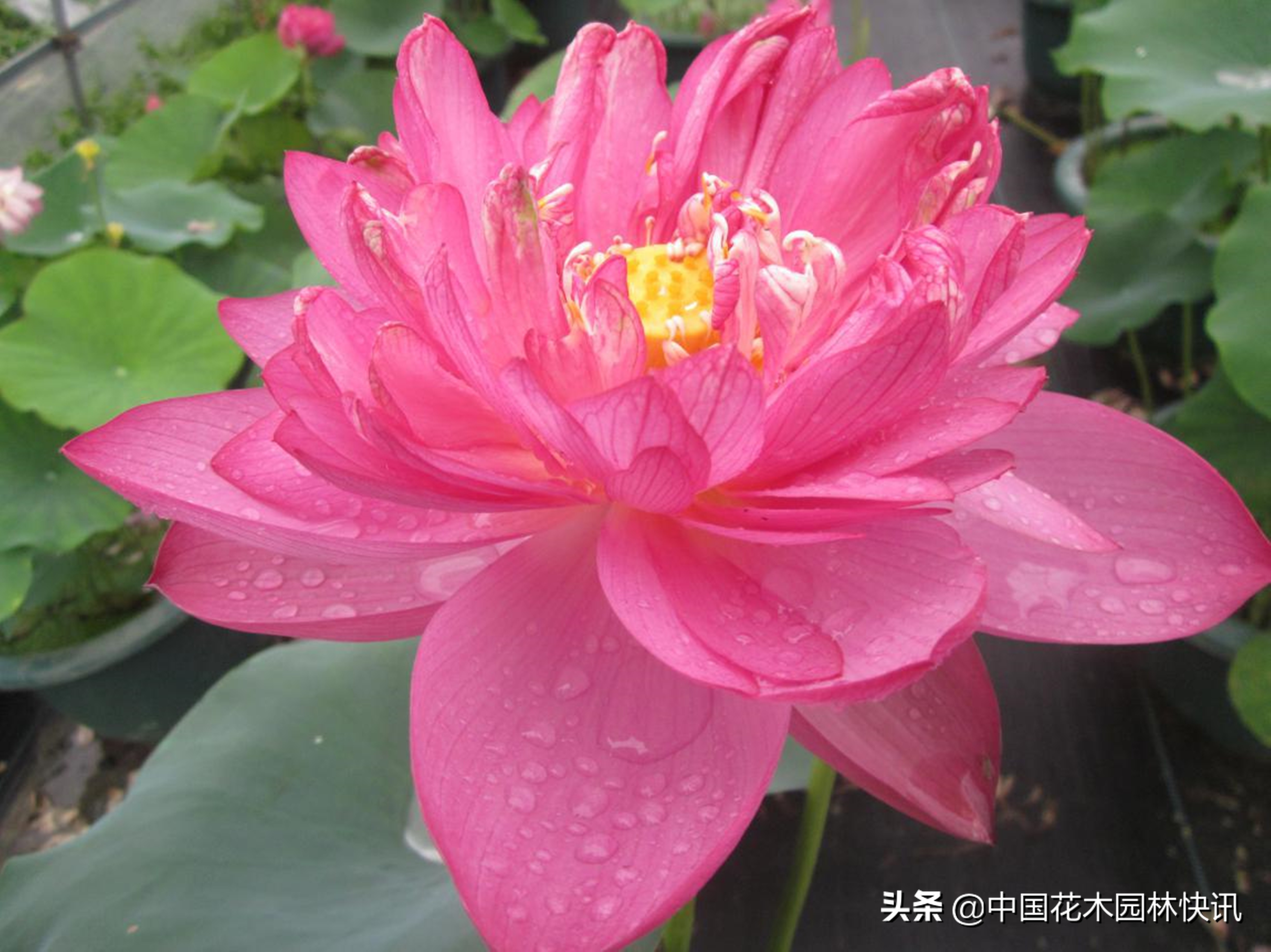 荷花产业的发展趋势是什么,睡莲产业的发展