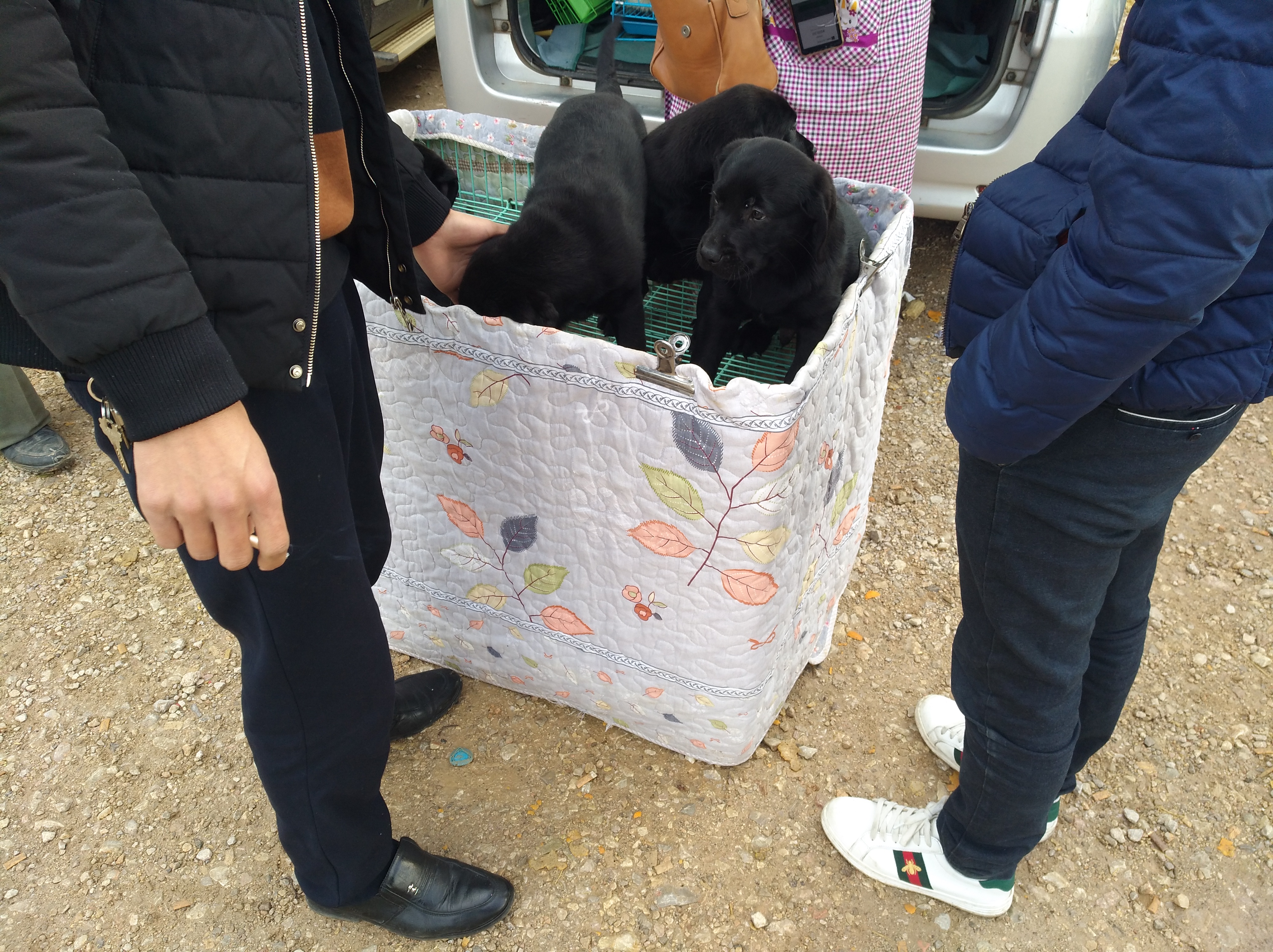 拉布拉多走丢被狗贩子捉到,拉布拉多犬走丢又找到家了