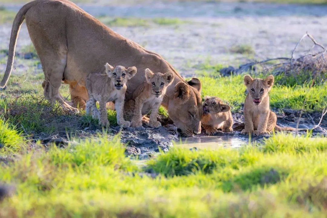 最顶级扫街相机徕卡sl2,徕卡sl2配哪个镜头最合适