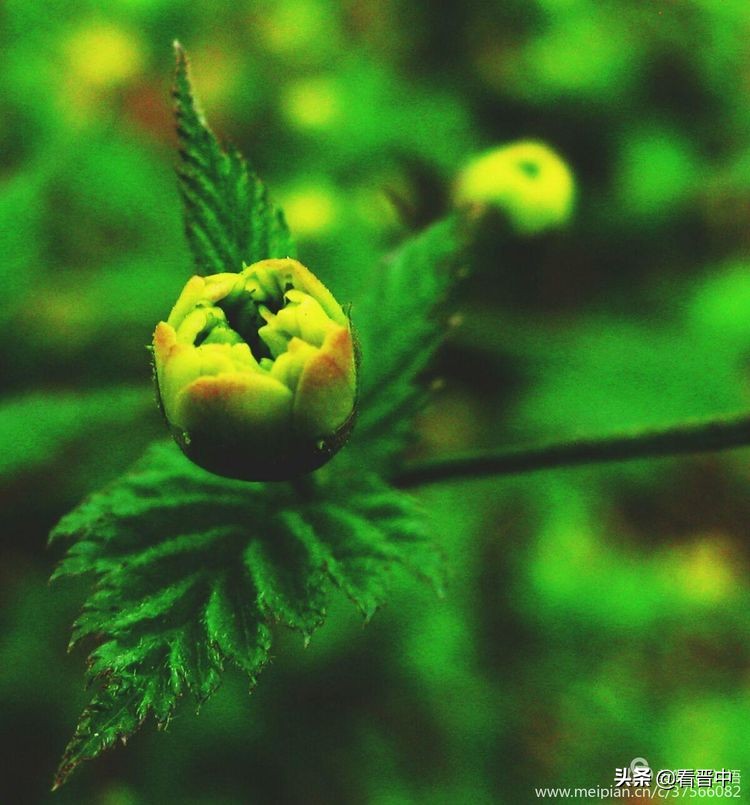 山西农大美丽的校园,山西农大校园风光