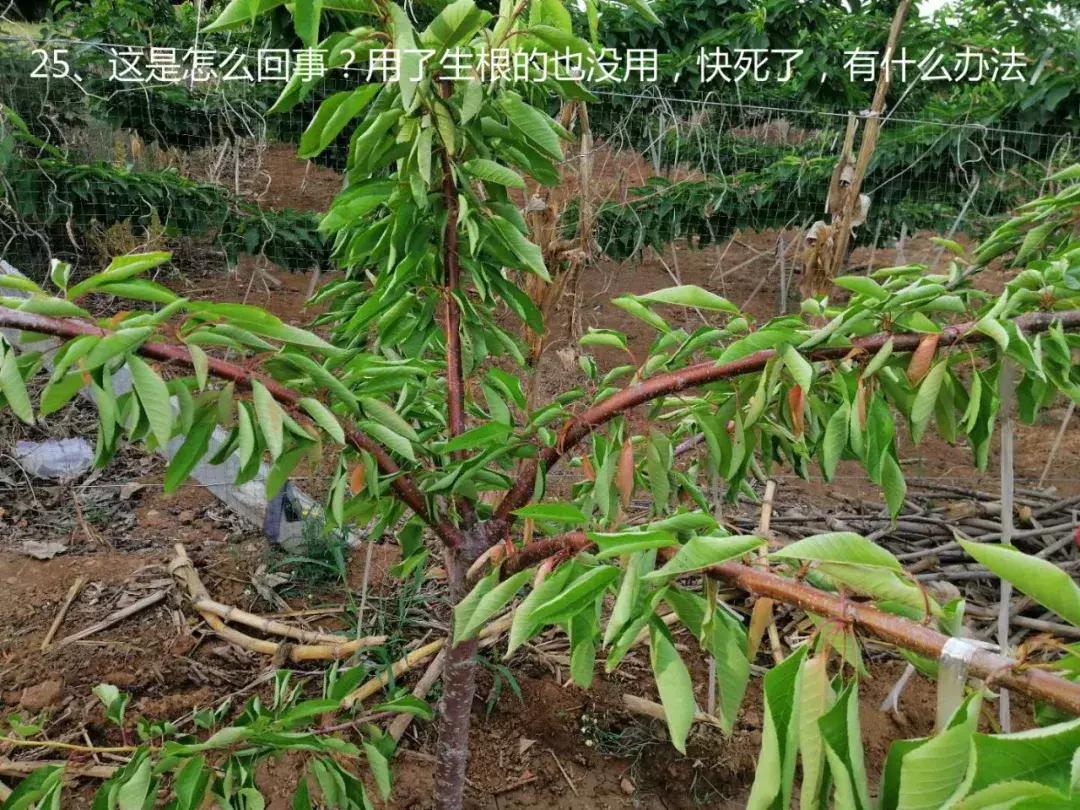 樱桃树干叶发黑是怎么回事,樱桃树有叶子干了怎么办