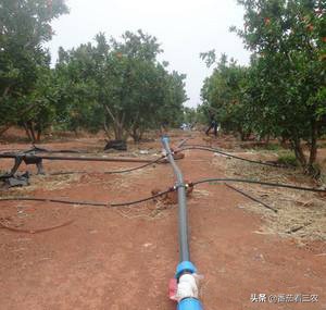 石榴防开裂套袋,石榴疏果技术