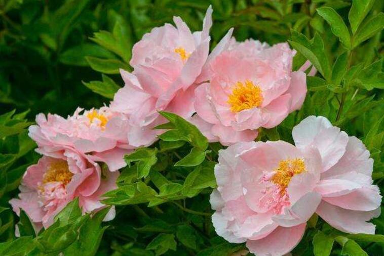 盆栽牡丹怎么养是正确的,牡丹盆栽怎么养水培和土培