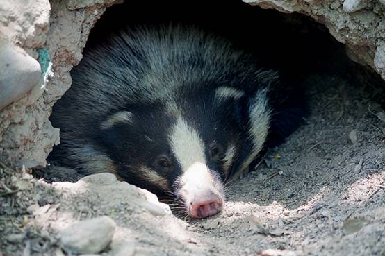 除了大象以外谁的鼻子长,除了大象鼻子长还有谁的鼻子长
