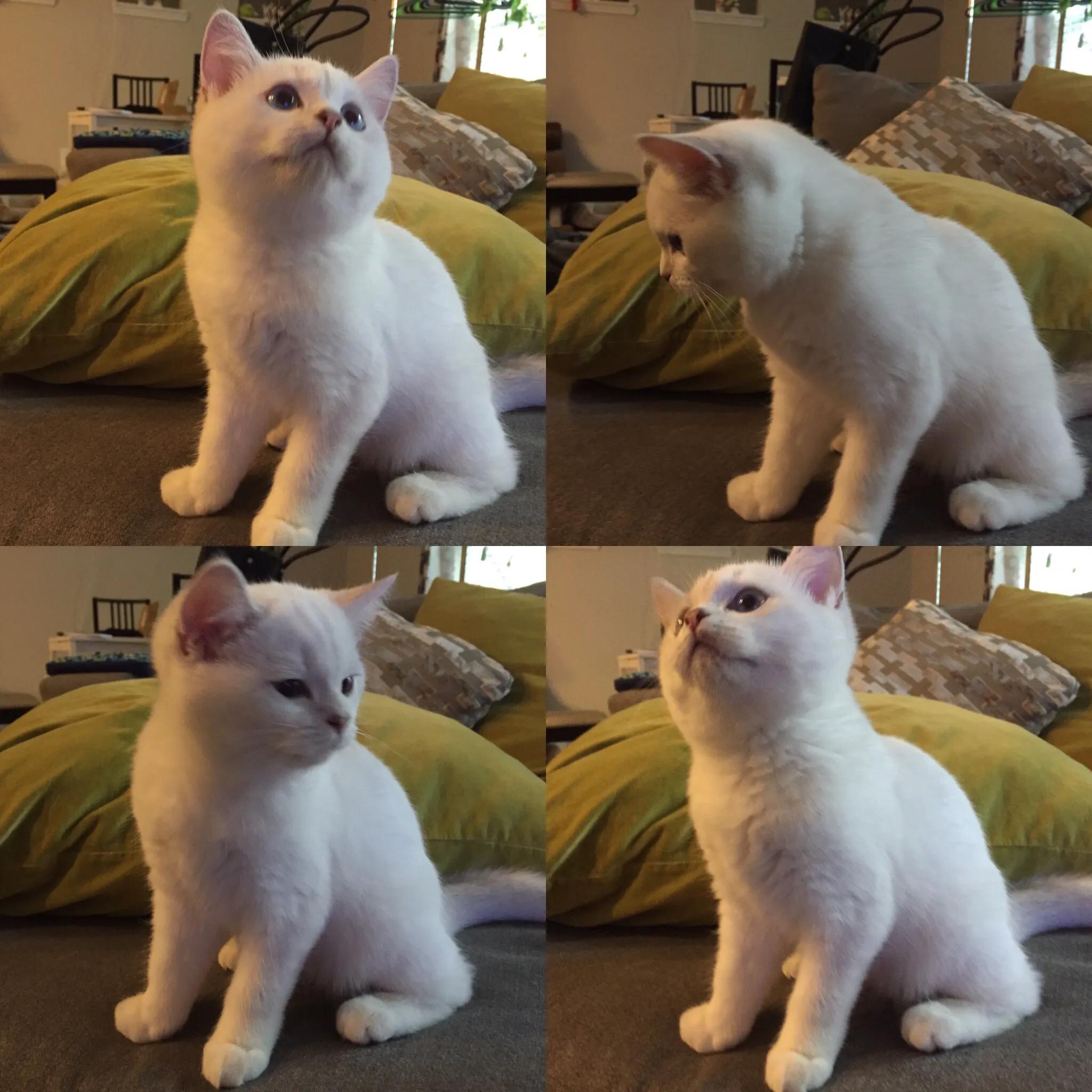 选猫舍注意事项,如何挑选正确的猫舍